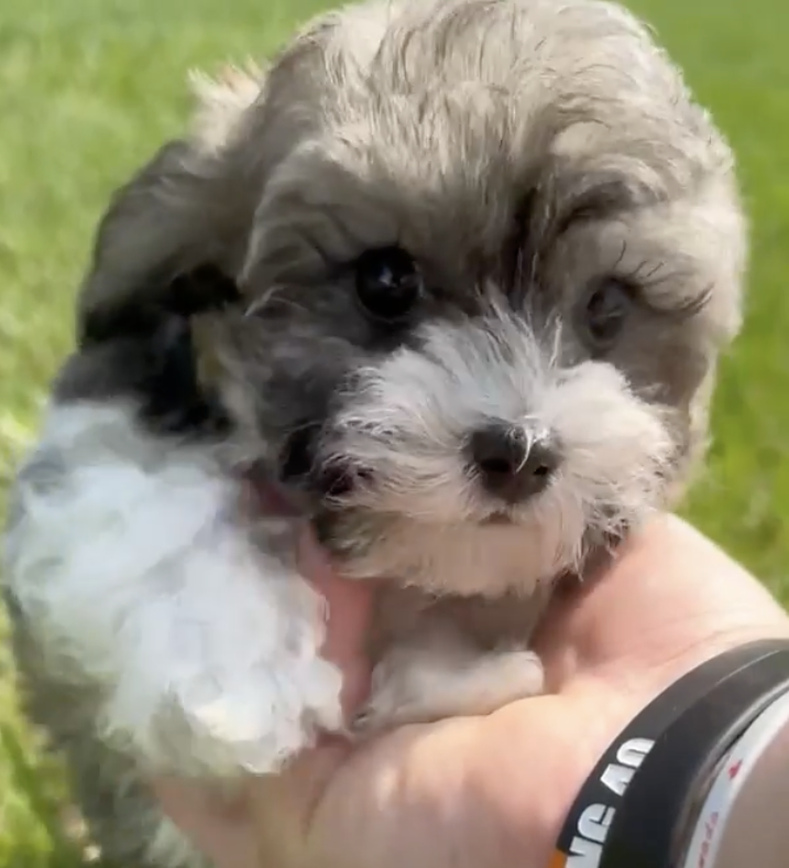 white and gray havapoo puppy sitting outdoors on a lawn